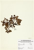 藏品(臺灣莓)的圖片